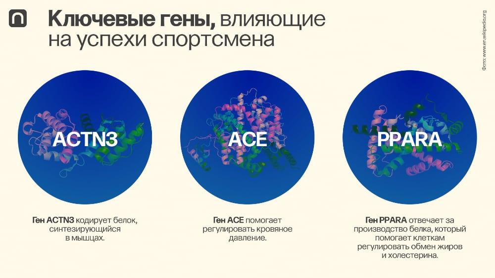 гены влияющие на спортивные результаты